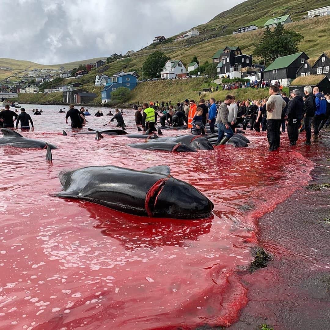 のインスタグラム：「⚠WARNING GRAPHIC IMAGES⚠ IT’S HAPPENING AGAIN! Repost from @savethereef @karmagawa and @hugoclementk Yesterday, shooting for @francetvslash, I had one of the most difficult moments of my professional life. With @victor_peressetchensky and @seashepherdfrance we witnessed the killing of around 100 pilot whales in the Faroe Islands, the autonomous province of Denmark. These ultra-social and very gentle animals are protected by the Bern Convention on Wildlife. The Faroese eat dolphin meat and defend a tradition called "Grindadrap", which allowed their ancestors to survive in a hostile climate. Today, their supermarkets are full of food of all kinds, the population does not lack anything, but the dolphin hunting persists anyway. On average, 800 cetaceans are killed each year in the Faroe Islands. A few days ago, I plunged alongside @guillaumenery with pilot whales in the Mediterranean...They had been so curious, so welcoming. Complete report to follow in a few weeks — WE MUST END THIS ANIMAL CRUELTY NOW!	 Please share this important post and help the world see what’s happening here as once we spread enough awareness and there is enough public outcry then barbaric traditions like this will stop once and for all. Please share this post with your followers and tag people, celebrities and news media that need to see it and let’s get the word out to stop this cruelty from happening in the future! #endanimalcruelty #savethewhales #savethedolphins #karmagawa」