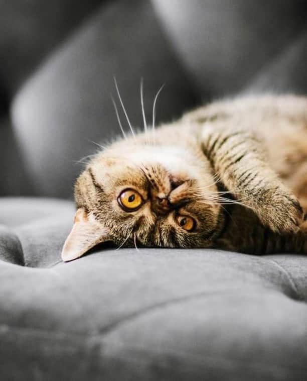 Tumblrさんのインスタグラム写真 - (TumblrInstagram)「Time for a cat nap! — princesscheeto.tumblr.com⁠ #tumblrstaffpicks: @princesscheeto⁠ #catblr #cats」8月29日 3時10分 - tumblr