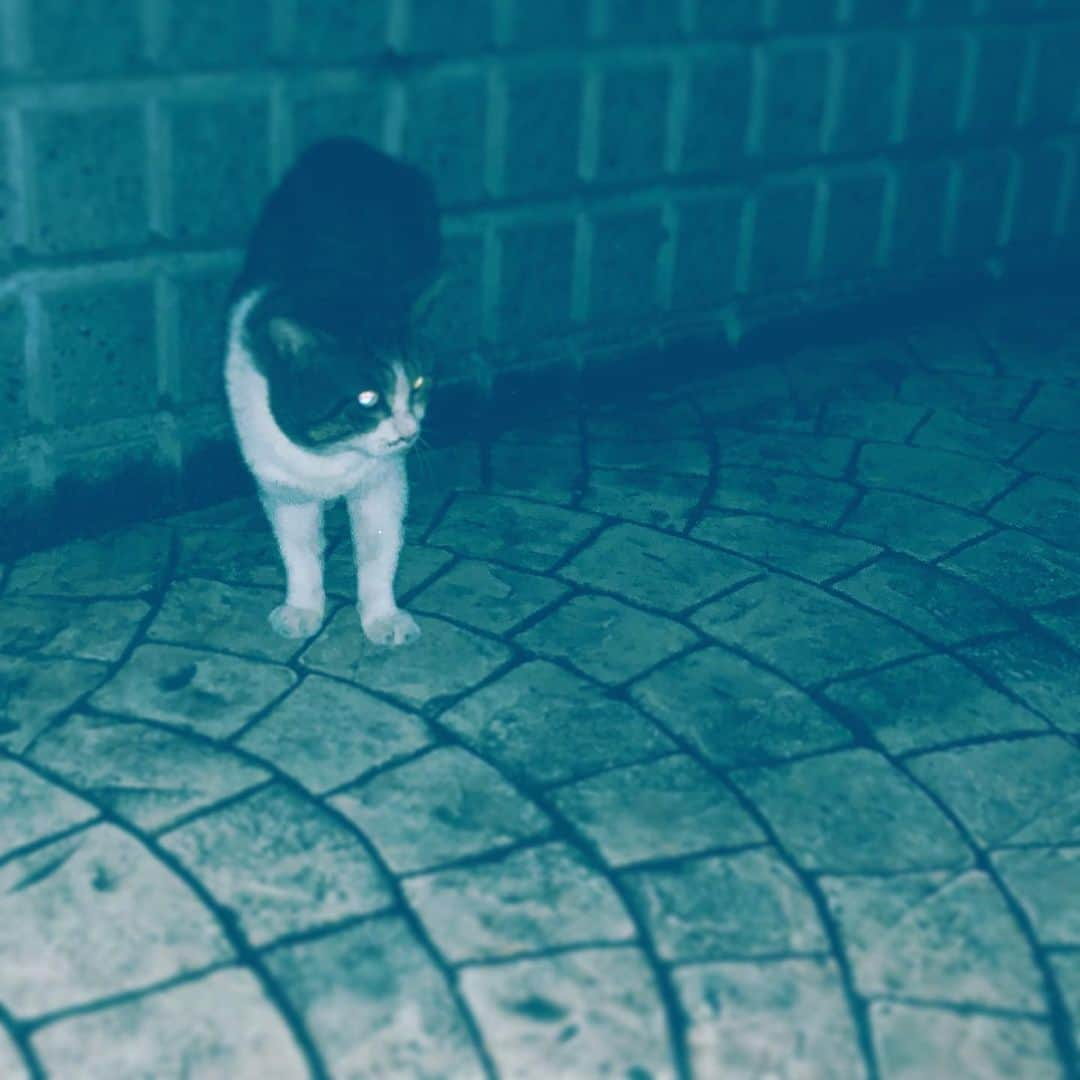 中野敬久さんのインスタグラム写真 - (中野敬久Instagram)「#strong #cat #neko #midnight #norahjones #dontknowwhy」8月29日 3時30分 - hirohisanakano