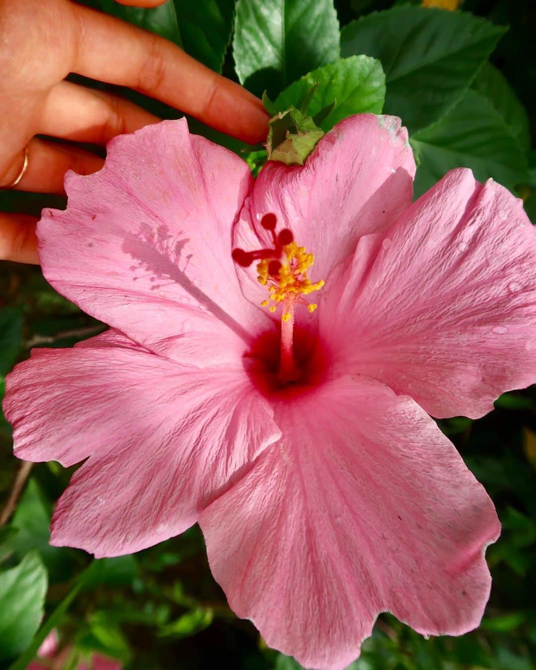 ブランカ・パディラさんのインスタグラム写真 - (ブランカ・パディラInstagram)「Beauty of Hawaii 💧」8月29日 3時39分 - blancapadilla