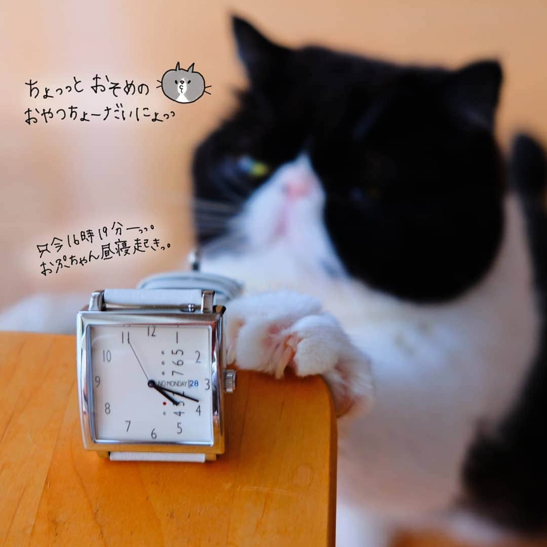 なっつ。さんのインスタグラム写真 - (なっつ。Instagram)「🐼♥️ じじじー。 おひるねからおきたにょー。 おやつちょーだいにょ♥️ . . 大きめで存在感のある スクエアフェイスの時計☺️ 出番が多くなりそう～😆 @nomonday_jp 10％割引クーポンコード ✔️『pun0820』 ・ ・ ・ #ノーマンデー#時計#腕時計#nomonday#手元倶楽部#watch」8月28日 18時54分 - punipopo