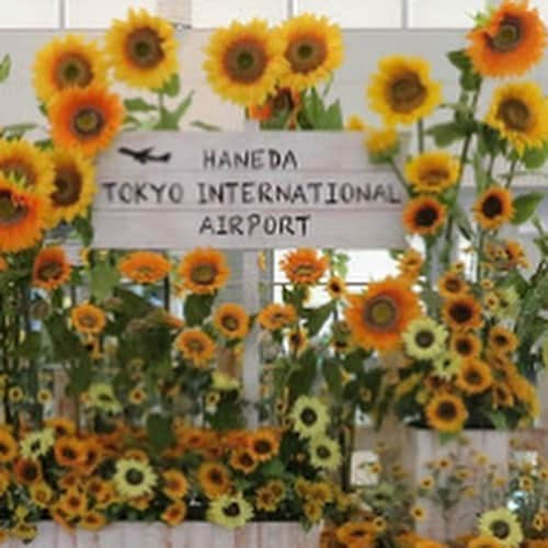 公明党さんのインスタグラム写真 - (公明党Instagram)「羽田空港国際線ターミナルは日本の夏の花、ヒマワリと朝顔で外国人旅行客をお出迎え。 先日、台東区ではlgbtの外国人客へのおもてなし講座が開催されました。 オリンピックへ向けて、世界の友と友情が結ばれる「おもてなし」が各地でできるといいですね。  #インバウンド　#公明党　#観光客 #オリンピック　#パラリンピック　#東京2020 #ヒマワリ #朝顔 #flowers #flowerstagram #tokyo #羽田空港国際線ターミナル #lgbt #sdgs」8月28日 18時47分 - komei.jp