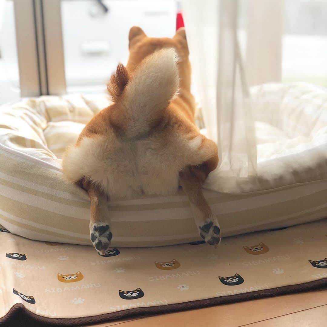 マロたんのインスタグラム：「Just chillaxing. 毎日ただただ可愛い🐾 #shiba #shibainu #weeklyfluff #ilovemydog」