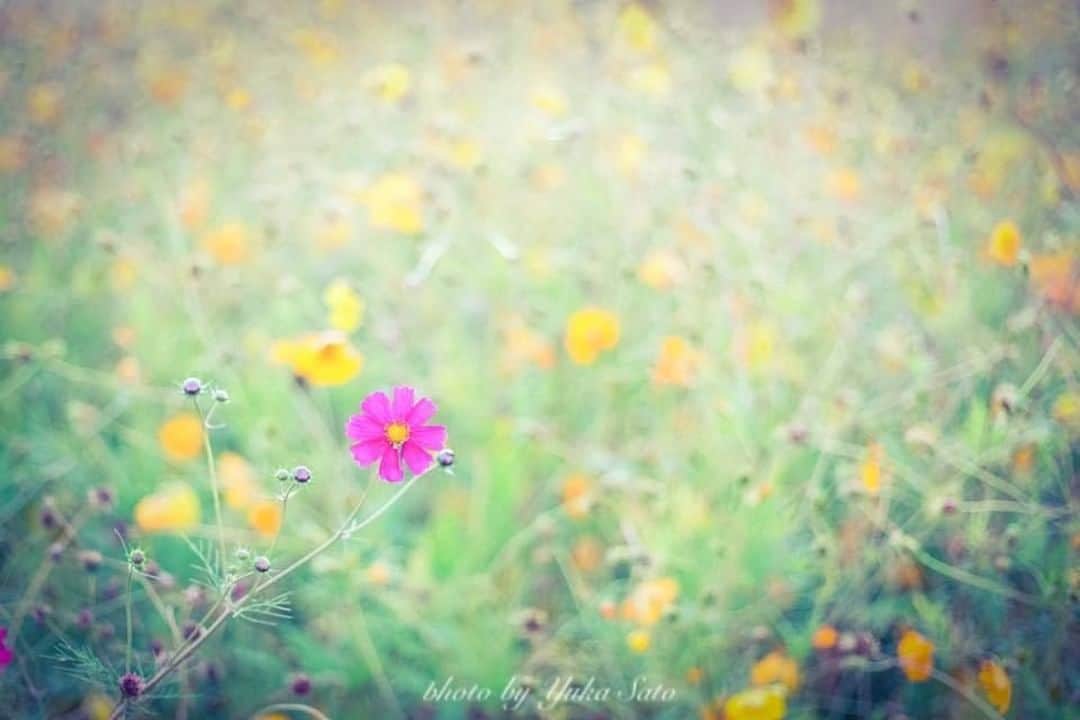 花の写真館のインスタグラム：「Photo by 佐藤由加.⠀ https://www.facebook.com/yuka.satou.332⠀ .⠀ Original Post[投稿頂いたURL]⠀ https://www.facebook.com/photo.php?fbid=1312644938861300⠀ .⠀ 本アカウントは、 #私の花の写真 をつけてInstagramに投稿された皆さまの花の写真や、「花の写真館」Facebookページで投稿された花の写真を紹介します。⠀ 「花の写真館」Facebookページは、「 @floral.photograph 」のプロフィールにあるURLからご覧ください。⠀ .⠀ #花の写真館 #floralphotograph #floralphoto #flower #flowers #富士フイルム #FUJIFILM⠀ Follow: @floral.photograph」