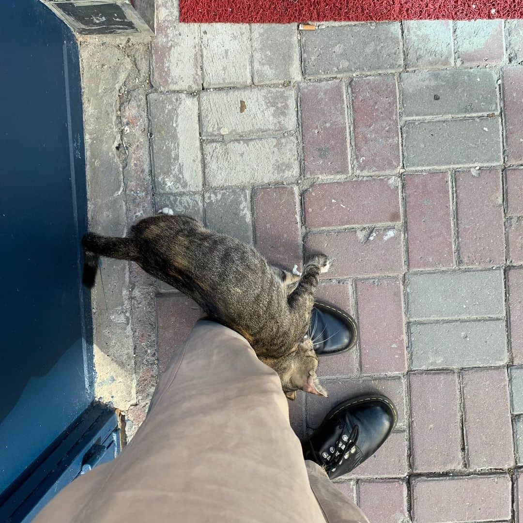 JULIEN D'YSさんのインスタグラム写真 - (JULIEN D'YSInstagram)「Miss Istanbul #cat#streetcat#love Istanbul#mynewfamily ❤️ #friends ❤️#culture# #marriage Soner &Sema ❤️❤️best time I miss you all ❤️🇹🇷❤️ #Istanbul for ever ❤️」8月28日 20時03分 - juliendys