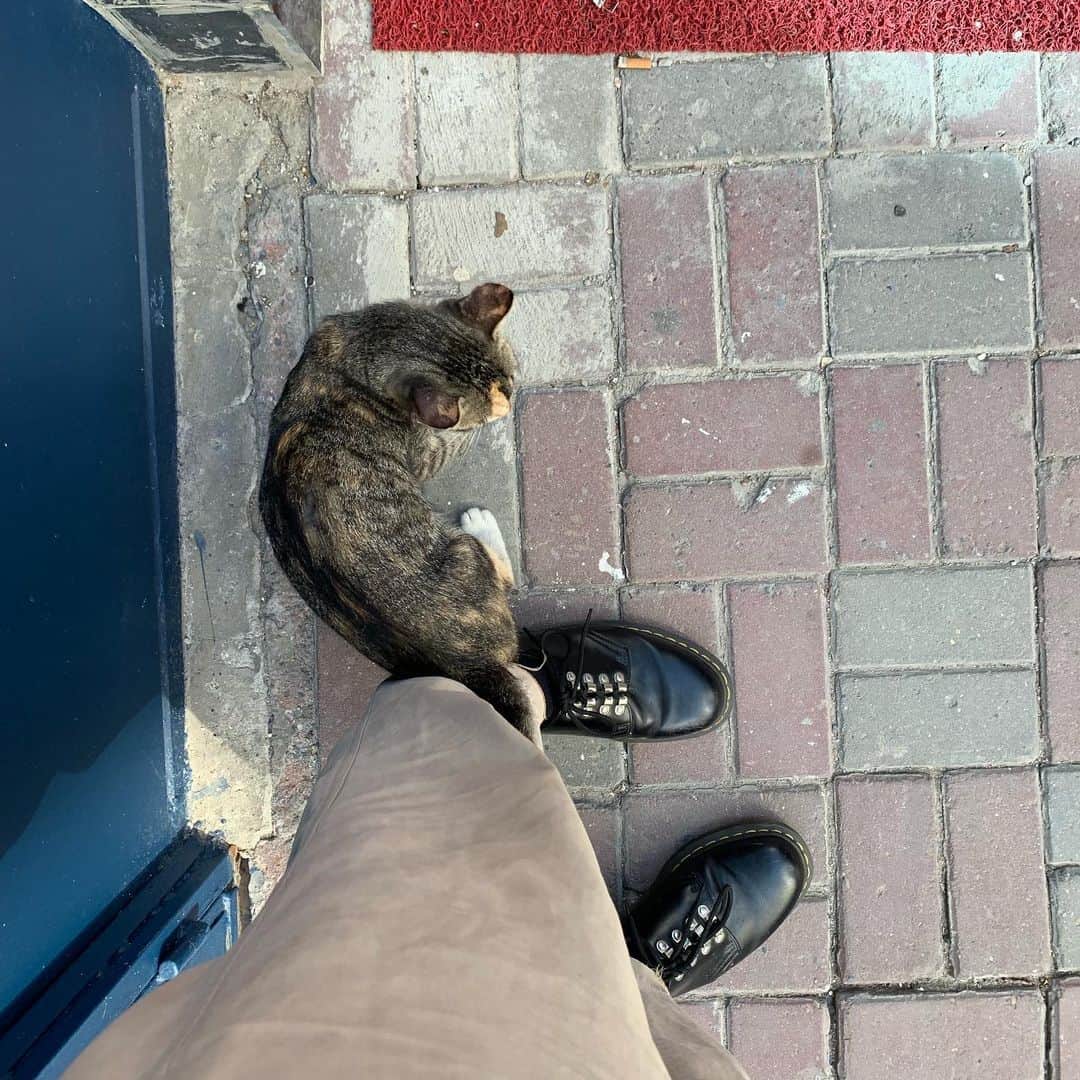 JULIEN D'YSさんのインスタグラム写真 - (JULIEN D'YSInstagram)「Miss Istanbul #cat#streetcat#love Istanbul#mynewfamily ❤️ #friends ❤️#culture# #marriage Soner &Sema ❤️❤️best time I miss you all ❤️🇹🇷❤️ #Istanbul for ever ❤️」8月28日 20時03分 - juliendys