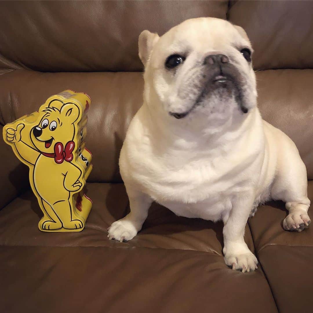 のインスタグラム：「* HARIBO缶を置いたら…、 そっぽを向かれてしまいました（笑） * #ややオコです #HARIBOはお気に召されず #姉はHARIBOが大好き #私のアモーレ🐷❤️ #haribo」