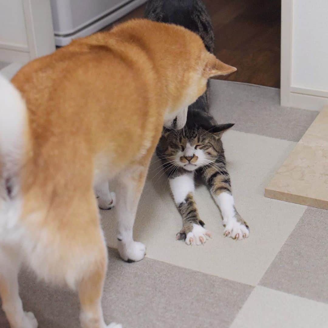 meekooのインスタグラム