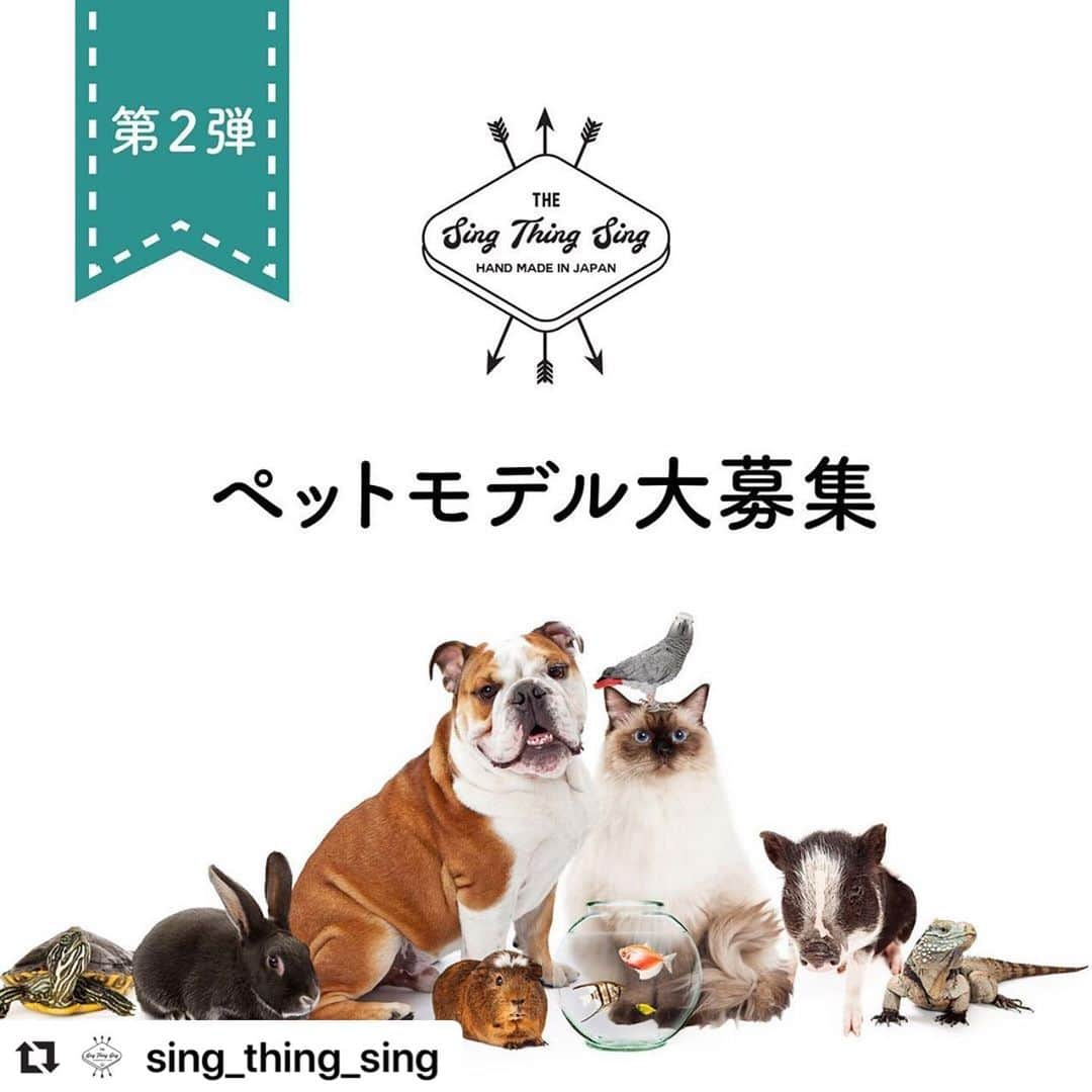 コテツさんのインスタグラム写真 - (コテツInstagram)「2049/8/28 応募します #Repost @sing_thing_sing with @make_repost ・・・ . 👑singthingsingペットモデル募集👑 . おまたせしました♪ . おまたせしすぎたかもしれません‼️ . 前回1万件を超える応募があったペットモデル募集第２弾‼️ . . singthingsingより新商品のためのペットモデルを募集致します♪ . 可愛いペットちゃんのお写真を使用した新商品、プロモーションのためのお写真を使用、ご提供させて頂けるペットちゃんを募集致します🧡 . 新商品の情報はまたお知らせできる時期になりましたらお知らせさせていただきます📣 . . . ⚠️写真を使用した商品のお写真はsingthingsingHPやSNS、広告等で使用させて頂きます。 . . ◎特典 . 🎁ペットちゃんの写真で製作したプレミアム商品セットをプレゼント . 🎁singthingsing公式モデルとしてHP、雑誌等のプロモーションで使用 . . . ◎応募条件 . ①singthingsingフォロワー様限定(新規の方もOK◎) . . ②SNSやHP等で今後の商品化に協力していただける方 . ③Instagram公開の方(ペットちゃんのお写真をsingが非公開ですと確認が出来ない為) . . ◎応募方法 . ①こちらの投稿をリポスト、またはスクショして写真に @sing_thing_sing をタグつけして投稿。 . ⚠️タグつけより確認を行います。 . コメントによりタグつけやハッシュタグのみですと確認が出来ませんので、写真にタグ付けをお願い致します。 . . ◎応募期間 . 2019/08/16~2019/08/31 . . 猫ちゃん、わんちゃん、うさちゃん…etc.、応募ジャンルは問いませんのでたくさんの方からのご応募をお待ちしております🐶🐱🐹🐰🐷🐻♥️ . .」8月28日 21時08分 - kotetuchan