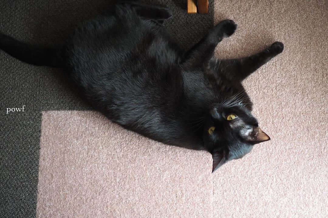 anemone_69のインスタグラム：「. #ハカセとキョウジュ #blackcat #黒猫 #cat #猫 #保護猫 . . .」