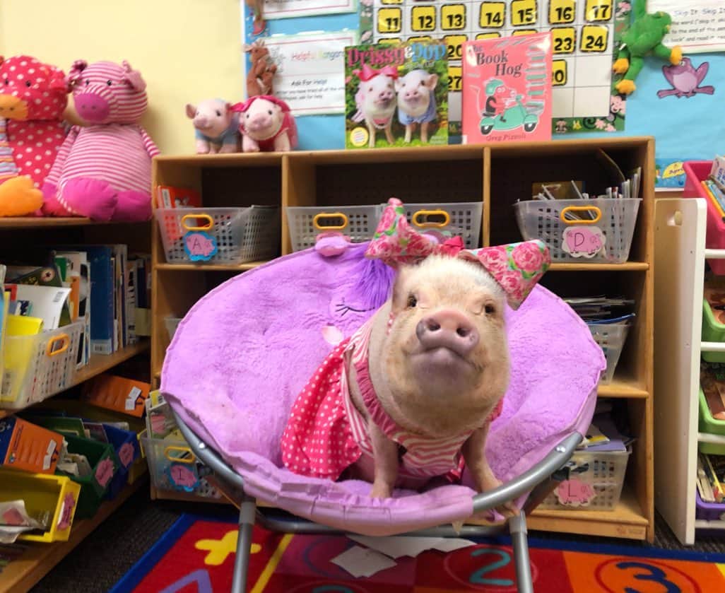 Priscilla and Poppletonさんのインスタグラム写真 - (Priscilla and PoppletonInstagram)「Waiting patiently for one of my friends to get to school, so they can read me a story!🐷📚#bookhog #classpet #firstgrade #PrissyandPop」8月28日 21時16分 - prissy_pig