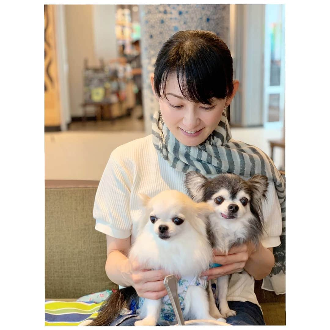 風花舞さんのインスタグラム写真 - (風花舞Instagram)「カメラマン・朝風れい📸  みほちゃんが、素敵な写真を沢山撮ってくれました♪ Thank you❤️ #ちわわ#チワワ#ちわわ大好き#ちわわ親バカ部#ちわわ多頭飼い#チワワ部#チワワ多頭飼い#チワワ大好き#かわいい#癒し#家族#仲良し#幸せ#友達#カメラマン#撮影#写真#ありがとう#thankyou#chihuahua#chihuahuas#chihuahualove#chihuahualife」8月28日 21時18分 - kazahanamai_official