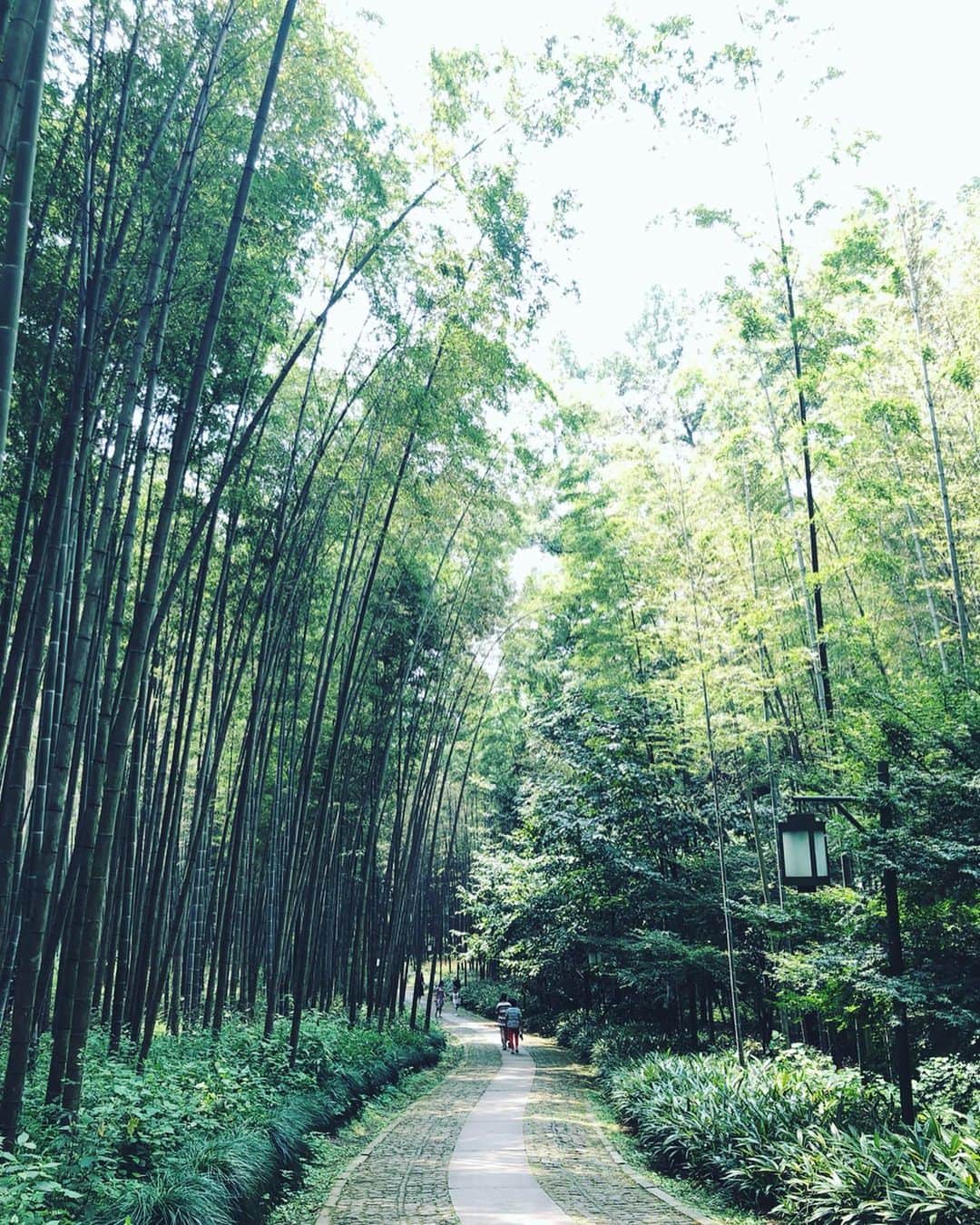 Naomiさんのインスタグラム写真 - (NaomiInstagram)「#杭州に出逢う 茶畑に行くなら近くの竹林も。 竹はもちろん、モミジも綺麗でした。秋にも行ってみたい。  blog更新してます。  @visit_hangzhou #杭州 #杭州旅行」8月28日 21時25分 - nao1223