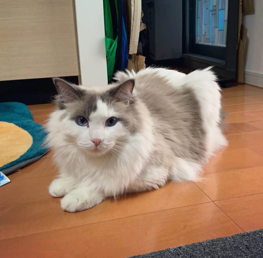 砂川信哉のインスタグラム：「ふゆくんかわいい。想像の倍くらいデカかった。 #ラグドール #ライバロリ」