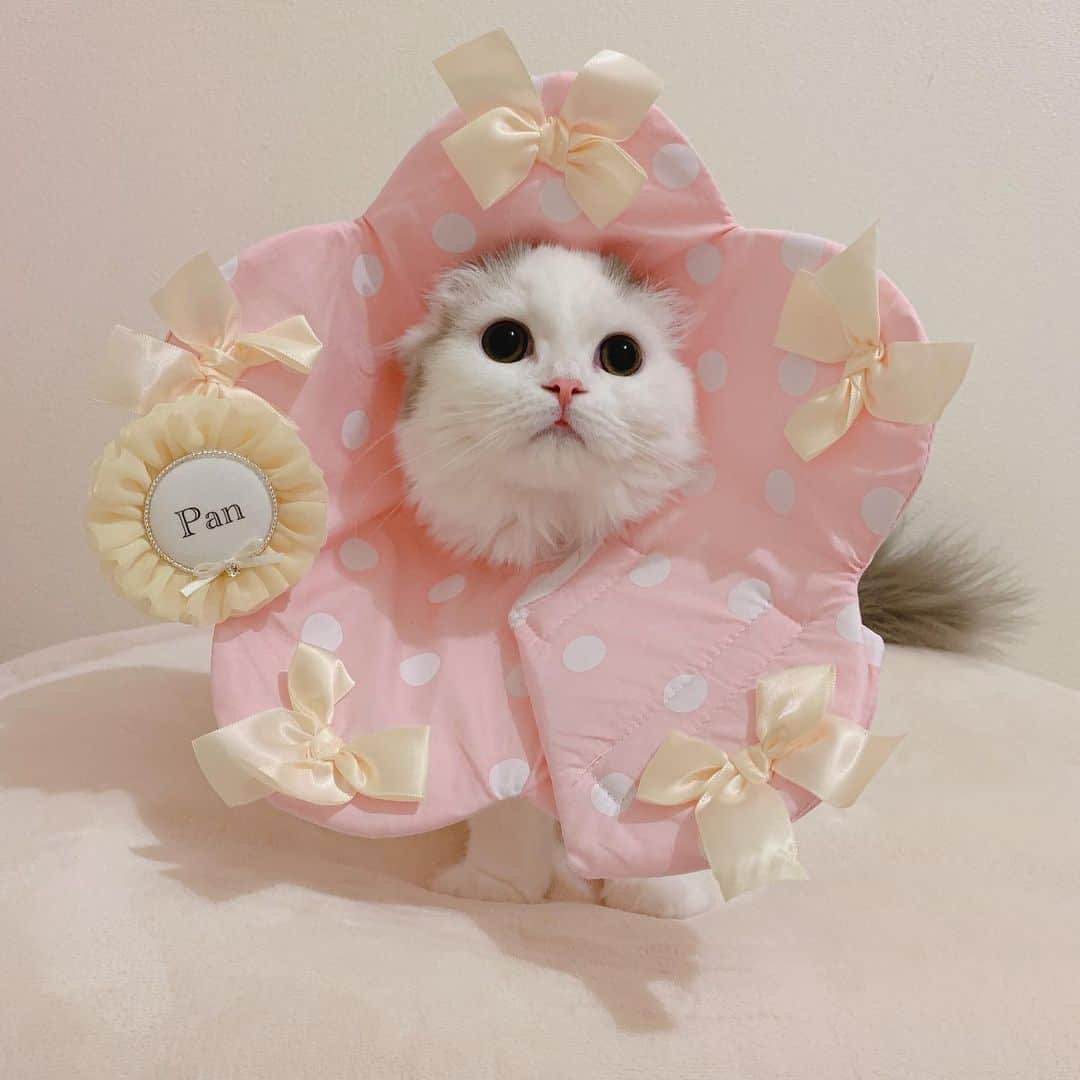 のんたのインスタグラム：「本日のお薬タイム💊エリカラにかわいいロゼットをつけてみたよ🏵 @malinesstyle さんでオーダーしたものです。 のんちゃんとぼーちゃんと色違いで、かなり迷って黄色にしました💛 ・ #scottishfold #catstagram_japan #catsofinstagram #cats_of_instagram#catoftheday #ilovemycat #bestmeow #catlover #cutecat #kittensofinstagram #cute #スコティッシュフォールド#エリカラ#ロゼット」