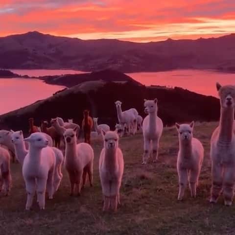 Paul Octaviousのインスタグラム：「Is this a dream? 🦙 📸 by @shamarra_alpacas」