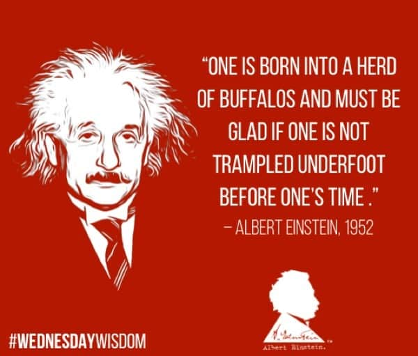 アルベルト・アインシュタインさんのインスタグラム写真 - (アルベルト・アインシュタインInstagram)「“One is born into a herd of buffalos and must be glad if one is not trampled underfoot before one’s time.” — Albert Einstein, 1952 #WednesdayWisdom」8月28日 21時55分 - alberteinstein