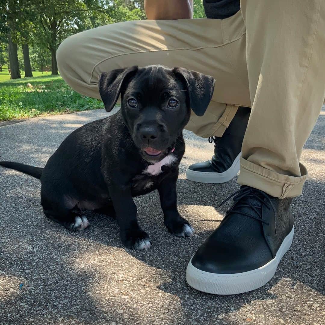 アレンエドモンズさんのインスタグラム写真 - (アレンエドモンズInstagram)「Introducing the Howard Chukka Sneaker, pairs well with puppies. #AERealShoes #dogsofinsta」8月28日 22時15分 - allenedmonds