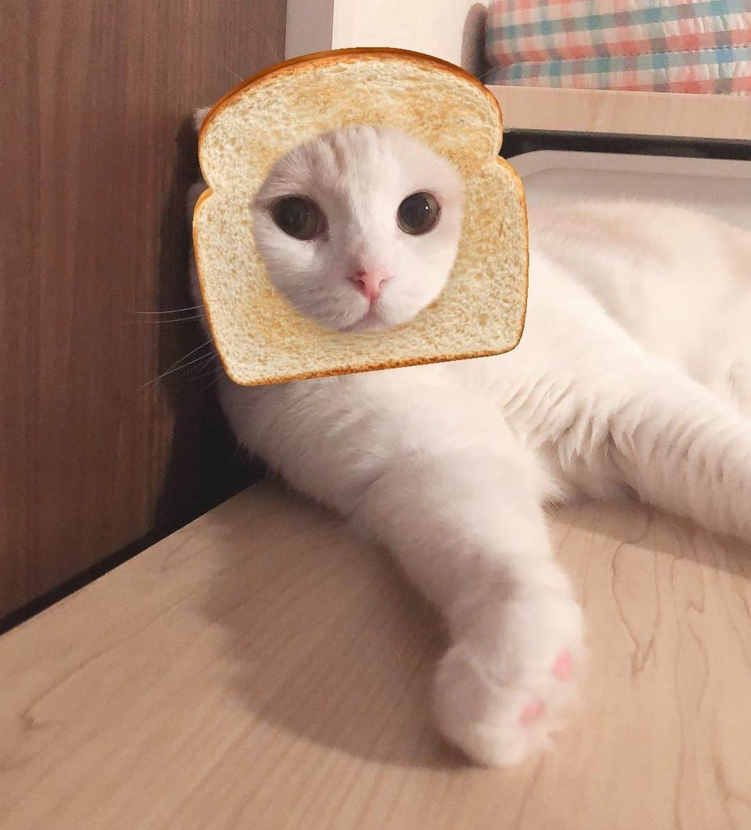 はなぼくろきなこさんのインスタグラム写真 - (はなぼくろきなこInstagram)「パァン🍞 . . . . . #はなきな #猫部 #snowカメラ #にゃんこ  #スコティッシュフォールド #猫  #猫のいる暮らし #😻 #みんねこ」8月28日 22時08分 - hanabokurokinako