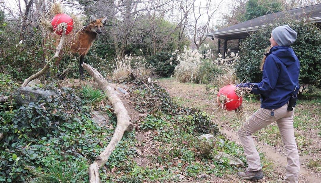 スミソニアン国立動物園さんのインスタグラム写真 - (スミソニアン国立動物園Instagram)「🤔 What does a maned wolf eat? 🦊  Every day, keepers prepare kibble formulated specifically for our maned wolves, which are omnivores. Their kibble is blended with banana 🍌, apple 🍏, cherry tomato 🍅, lettuce🥬 and water 💧. Frozen-thawed mice 🐁 and fish 🐟 are served separately in puzzle feeders!  In addition to providing an outlet for physical exercise, these enrichment feeders require the wolves to use their cognitive skills to search for and locate the treats hidden inside. 👋 See Mateo + Quito at the Cheetah Conservation Station! MEET OUR ANIMALS: s.si.edu/2h3CN1W.」8月28日 22時21分 - smithsonianzoo