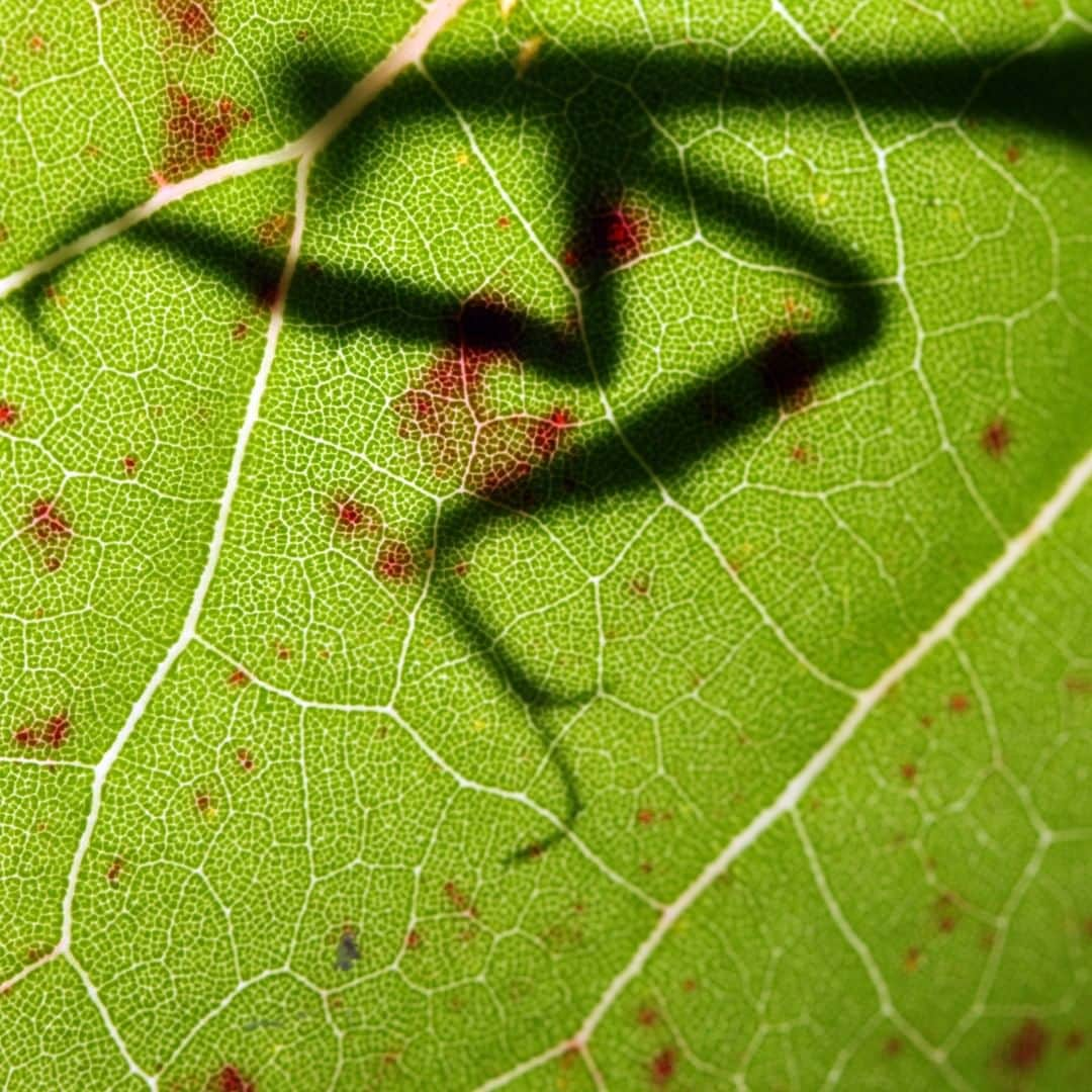 アニマルプラネットさんのインスタグラム写真 - (アニマルプラネットInstagram)「This shadow may be the last thing prey sees before being GOBBLED UP by the praying mantis... 📸: @mario_aldecoa, @bravewilderness . . . . . . . #animalplanetupclose #animalsofinstagram #animalplanet #animaloftheday #wild #wildlife #outdoors #animals #wildanimals #conservation #nature #animallovers #instanature #wildgeography #coyotebrave #coyotepeterson #prayingmatis #bug」8月29日 4時00分 - animalplanet