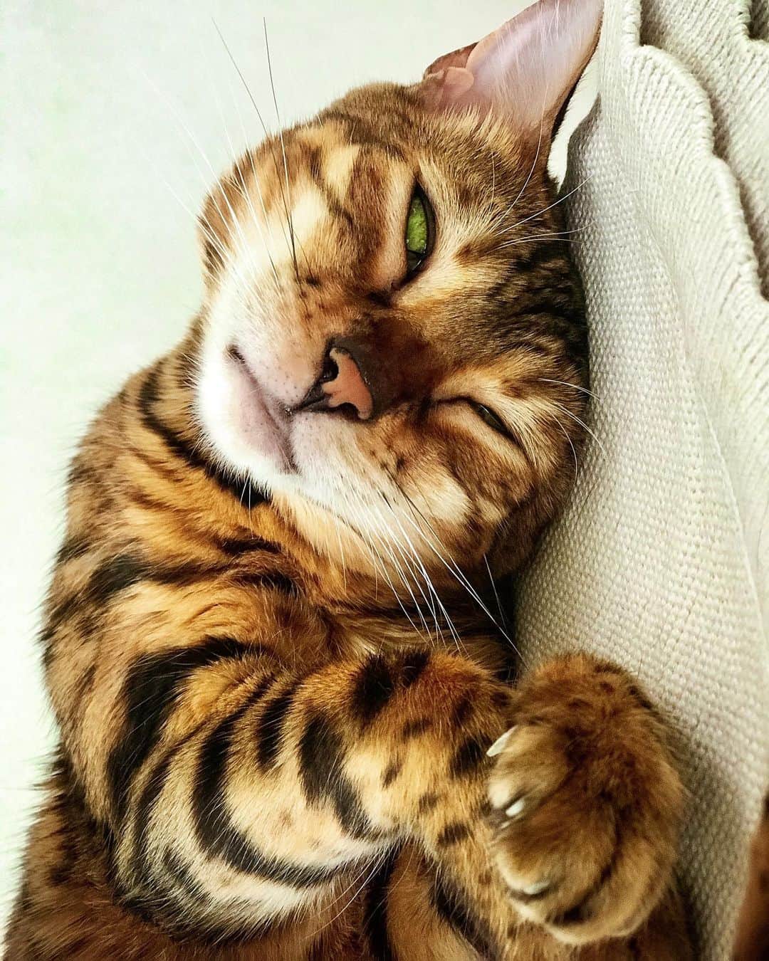 Celeb Bengal Cat · Simbaのインスタグラム：「SLEEP is the best MEDITATION. 😸🖤 ~ TAG your best Furrriends in comments ~ Edited with PRO’19 Presets! Link in BIO #cat #sleep #sleeping #sleepingbeauty #bengalcat #simba」