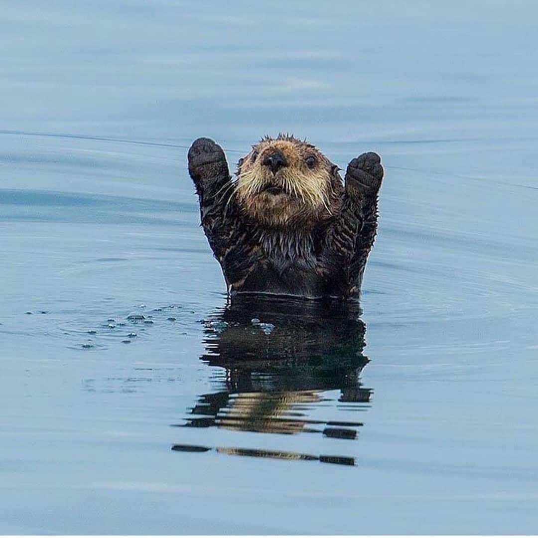 エイミー・セダリスさんのインスタグラム写真 - (エイミー・セダリスInstagram)「#Wednesdee  @aroundtheworldpix ・・・ Goal!! Photography by Charlie Summers.  #animals #beaver #animaladdicts #cutie #adorable #silly #wildlife #nature #lake #funny #armsup #goal #exciting #wild #instagram」8月28日 23時23分 - amysedaris