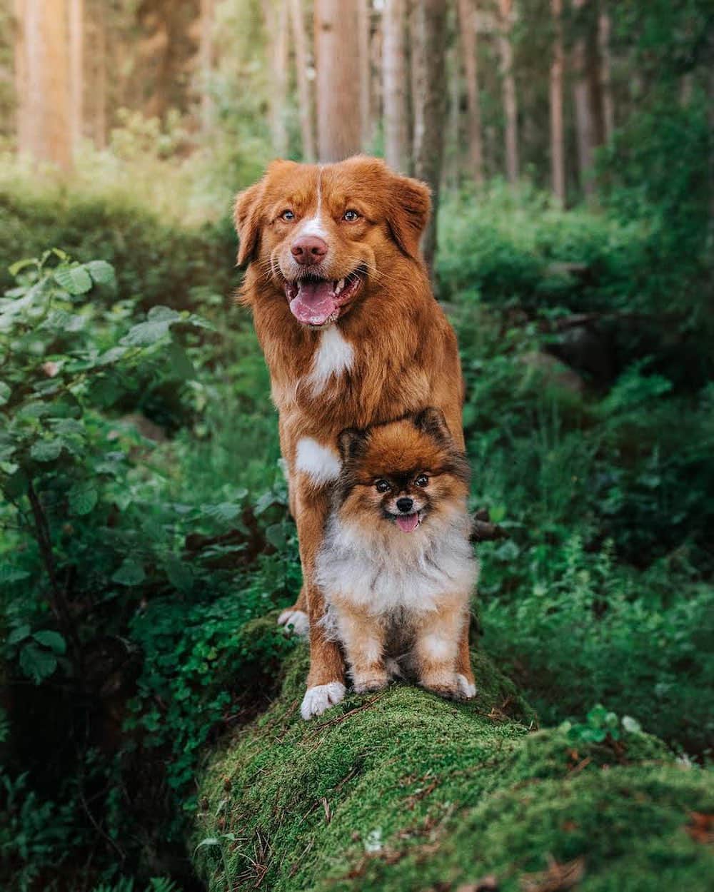 DogsOf Instagramのインスタグラム：「“I love the cheesy and slightly over used quote by John Muir “..and into the forest I go, to loose my mind and find my soul”. This is a perfect reflection how we (me & the fluff butts) feel about our adventures in the nature. What is your favourite place for walkies? 👀” writes @domxbruno  #dogsofinstagram」