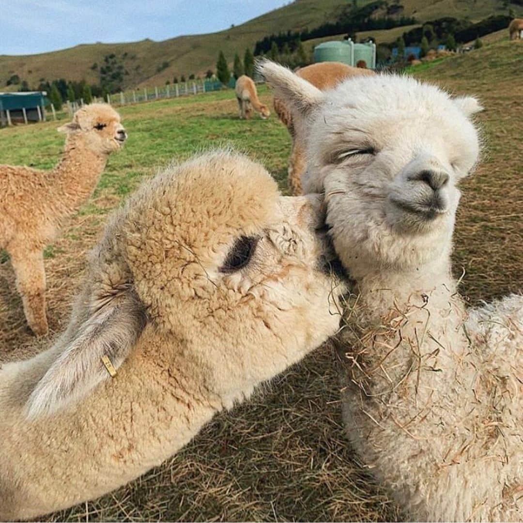Animalsのインスタグラム：「Nothing like cute alpacas to brighten up your Wednesday! Tag your friends! By @shamarra_alpacas #insta_animall」
