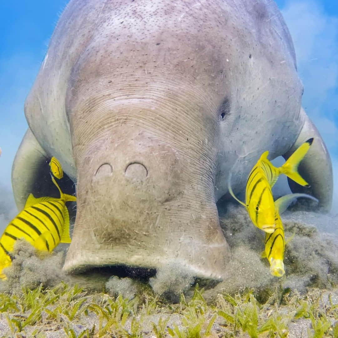 アニマルプラネットさんのインスタグラム写真 - (アニマルプラネットInstagram)「These manatee cousins are just as plump, but have the tail of a dolphin. How iconic is that?! Love dugongs. . . . . . . #animalplanetupclose #animalsofinstagram #animalplanet #animaloftheday #wild #wildlife #outdoors #animals #wildanimals #conservation #nature #animallovers #instanature #wildgeography #dugong」8月29日 1時00分 - animalplanet