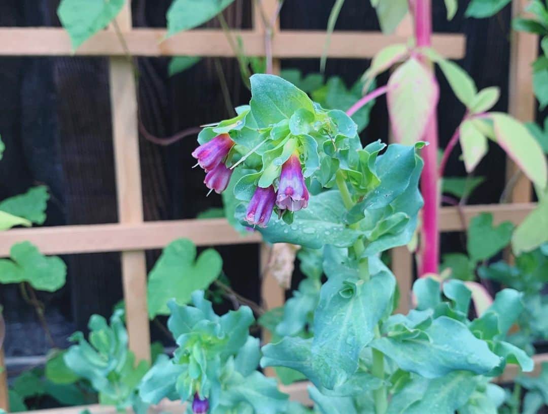 OLIVIAさんのインスタグラム写真 - (OLIVIAInstagram)「Beauties from the garden. 💖 I grew the #loveliesbleedingamaranth #honeywort and #moonflower (vines in the back) from seeds- planted them in the spring. Look how huge they are now! 🥰 Last pic is #delphiniumblue .」8月29日 0時57分 - olivialufkin