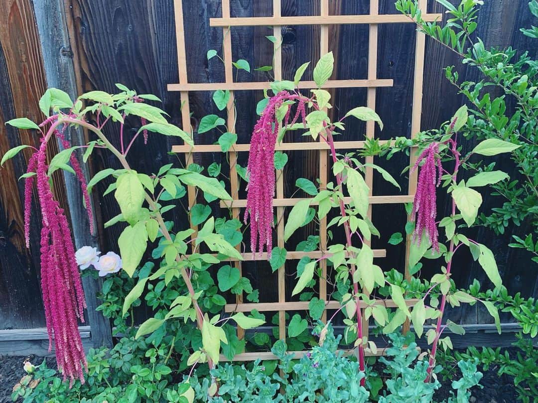 OLIVIAのインスタグラム：「Beauties from the garden. 💖 I grew the #loveliesbleedingamaranth #honeywort and #moonflower (vines in the back) from seeds- planted them in the spring. Look how huge they are now! 🥰 Last pic is #delphiniumblue .」