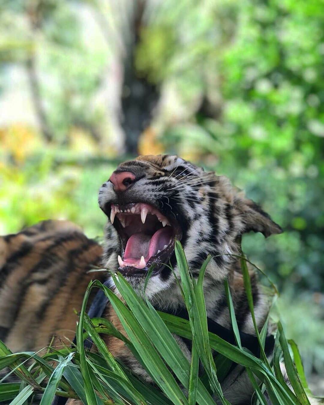 Zoological Wildlife Foundationさんのインスタグラム写真 - (Zoological Wildlife FoundationInstagram)「The many faces of our 4 month old princes Bharati!😍🐾🐯💚 #tiger #cub #bengal #endangeredspecies #zwfmiami #zwf #conservationthrougheducation」8月29日 1時05分 - zwfmiami