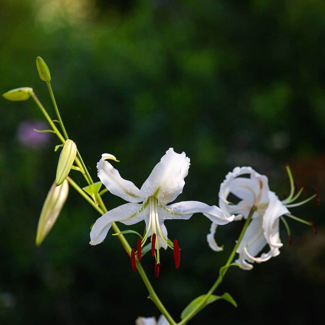 ニューヨーク植物園さんのインスタグラム写真 - (ニューヨーク植物園Instagram)「✨ A #Lilium speciosum var. album in the Perennial Garden cuts a striking figure, putting that "magic hour" light to good use. #plantlove」8月29日 1時17分 - nybg