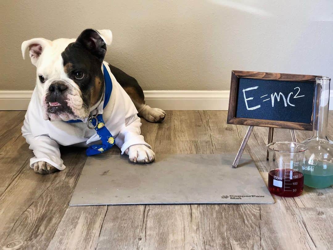 Bodhi & Butters & Bubbahのインスタグラム：「Are you made of copper and tellurium? Because you’re CuTe 💗 Butters stays cute by using his @copperpawmat 💗 . . Don’t have one yet?  Check back Friday for your chance to #win one! 🐾 . . . . . #bulldog #science #cute #pawmatpuppy #puppy #dogsofinstagram #bestoftheday #funny #boy #smile #wednesday」