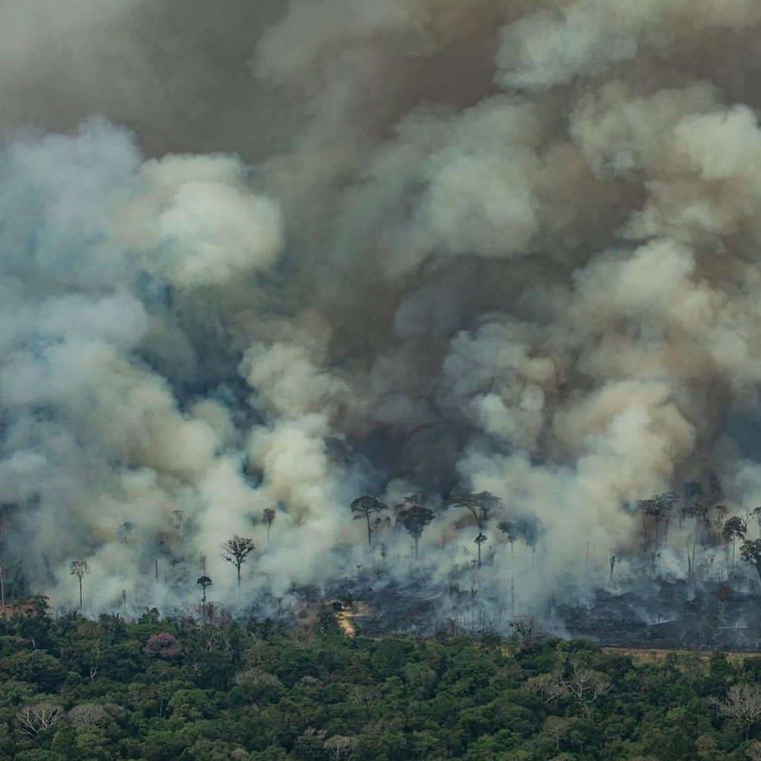 ナタリー・ポートマンさんのインスタグラム写真 - (ナタリー・ポートマンInstagram)「Our earth’s lungs are still on fire. According to @vice @nytimes @washingtonpost @natgeo @guardian... cattle ranching and deforestation are to blame. Consider donating to the @EarthAlliance Amazon Forest Fund and/or limiting your meat intake. Every little bit helps. 📷 @victormoriyama」8月29日 1時43分 - natalieportman