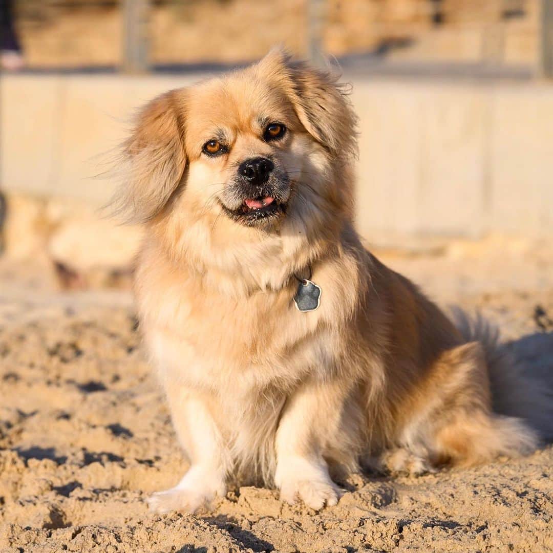 The Dogistさんのインスタグラム写真 - (The DogistInstagram)「Mishka, Tibetan Spaniel mix (6 y/o), Hilton Beach, Tel Aviv, Israel • “He has his own life. He doesn’t care about anything. He’s not lovey-dovey.”」8月29日 1時46分 - thedogist
