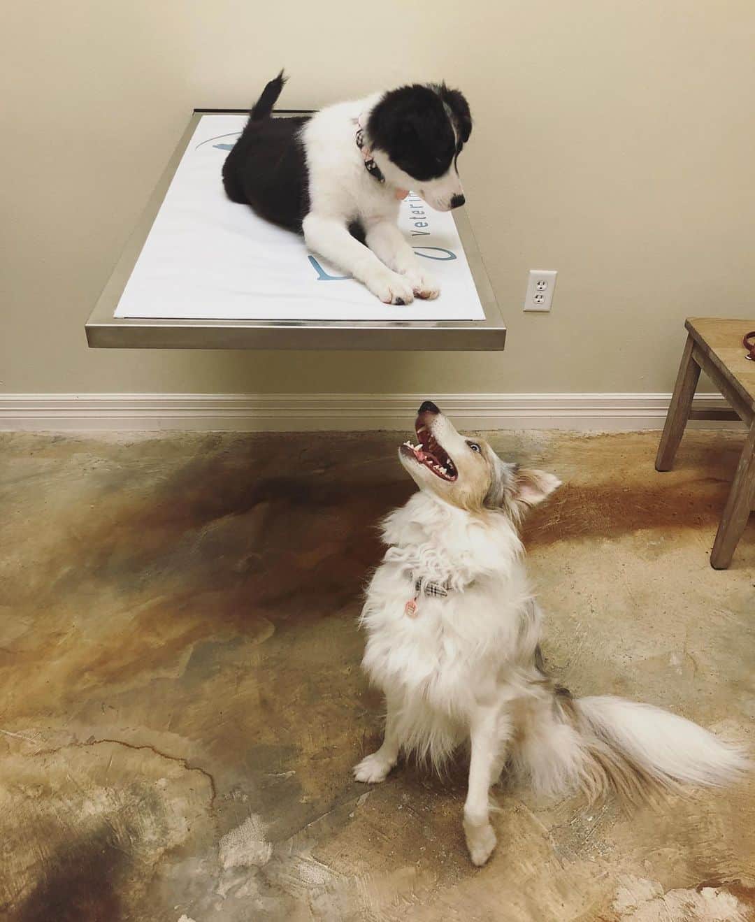 Jazzy Cooper Fostersさんのインスタグラム写真 - (Jazzy Cooper FostersInstagram)「6/4/3/2 months at the vet (swipe ➡️➡️) One thing that hasn’t changed; BB is always there to support PB. 👭 . PB is getting spayed next week. I decided to leave her at the vet for half day just to get her more comfortable with the place and the staff before her surgery. She got lots of attention and treats while she was there. Hopefully, this will help her feel less stressed next week. 🤞🏼」8月29日 2時01分 - bordernerd