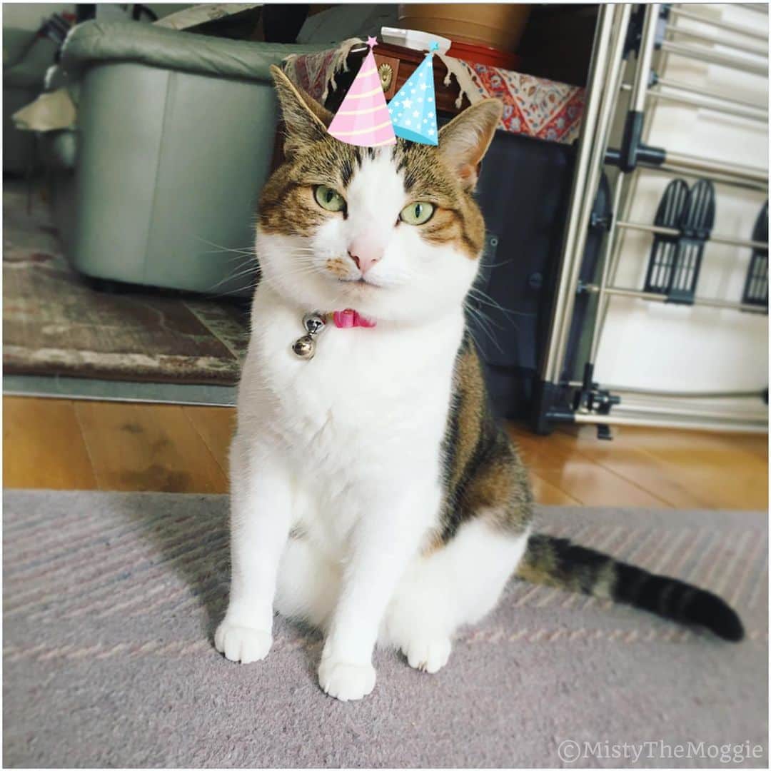 Misty The Moggieさんのインスタグラム写真 - (Misty The MoggieInstagram)「We’re celebrating Misty’s birthday today!! (She’s an August kitten) Can you guess her age?? Because even human has lost track of the amount of birthdays!! Anyway, happy birthday to the most mewtiful 🎉🎉🎂 Meat cake for all 😻」8月29日 2時17分 - mistythemoggie