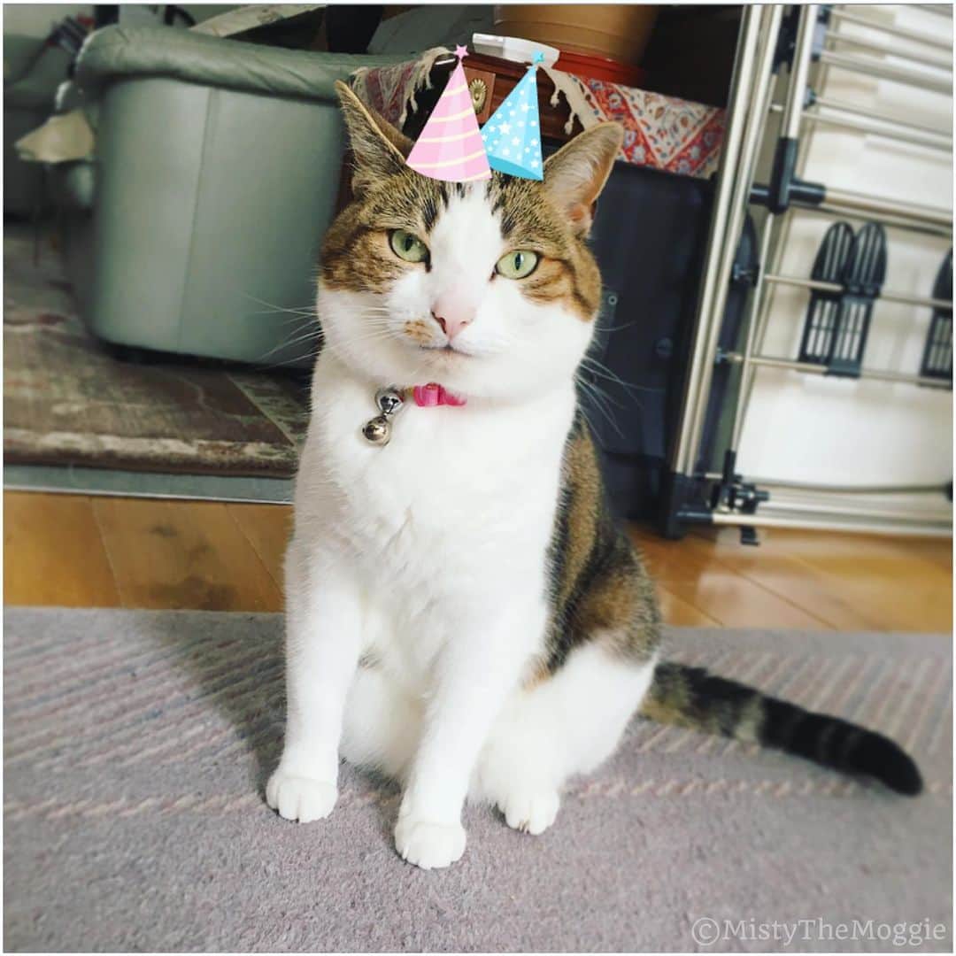 Misty The Moggieのインスタグラム：「We’re celebrating Misty’s birthday today!! (She’s an August kitten) Can you guess her age?? Because even human has lost track of the amount of birthdays!! Anyway, happy birthday to the most mewtiful 🎉🎉🎂 Meat cake for all 😻」