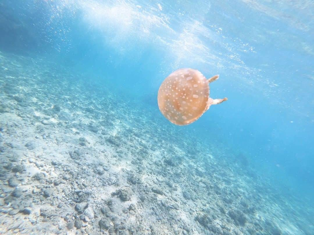 Taiken Japanさんのインスタグラム写真 - (Taiken JapanInstagram)「Dreaming of Okinawa's beautiful turquoise water? Ikei Island has the perfect spot for snorkeling!⁠ 🐠 (Just watch some of the sea creatures from a distance 😁)⁠ ⠀⠀⠀⠀⠀⠀⠀⠀⠀⁠ Photo credit: Annabell⁠ ⠀⠀⠀⠀⠀⠀⠀⠀⠀⁠ Read more about this and other Japan destinations & experiences at taiken.co!⁠ ⠀⠀⠀⠀⠀⠀⠀⠀⠀⁠ #okinawa #ikeiisland #okinawajapan #okinawatrip #okinawa_love #okinawalife #snorkeling #snorkelling #ocean #beach #offthebeatentrack #lovejapan #japan #japan🇯🇵 #japantravel #japantravelphoto #japanese #japanlover #japanphotography #traveljapan #visitjapan ##japanlife #travel #travelgram #travelphotography #holiday #roamtheplanet #沖縄 #旅行 #海」8月29日 12時05分 - taiken_japan