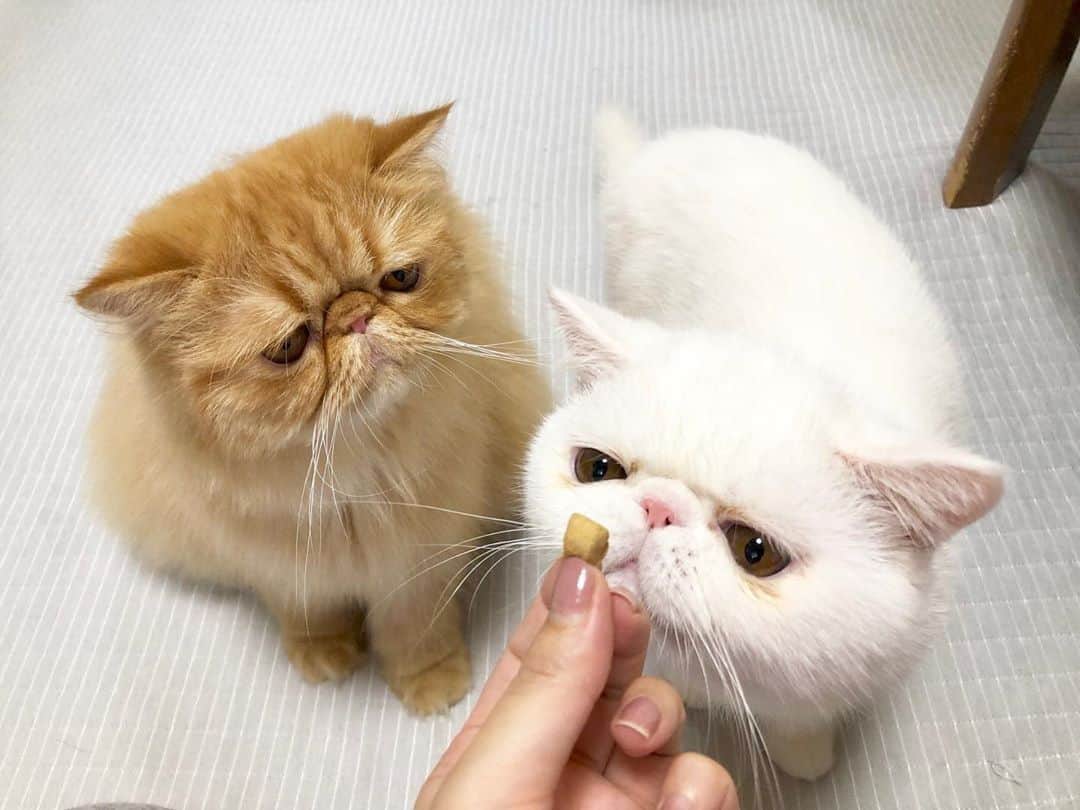 【公式】楽天ペット割のインスタグラム