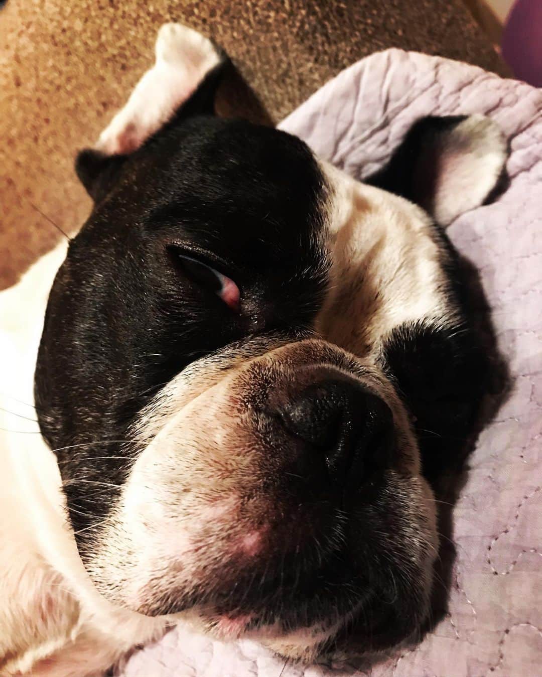 Ju-kenさんのインスタグラム写真 - (Ju-kenInstagram)「仕事の合間に気晴らしライド🏍💨 も少し涼しくなったら、ゴキゲンだろーなぁ♫  オマケ:冷え冷えの部屋で半目を開けながら寝ちゃうアポ🐷  #harleydavidson #shovelhead #chopper  #frenchbulldog #apollo #sleepingwithhiseyesopen」8月29日 12時11分 - jkn627