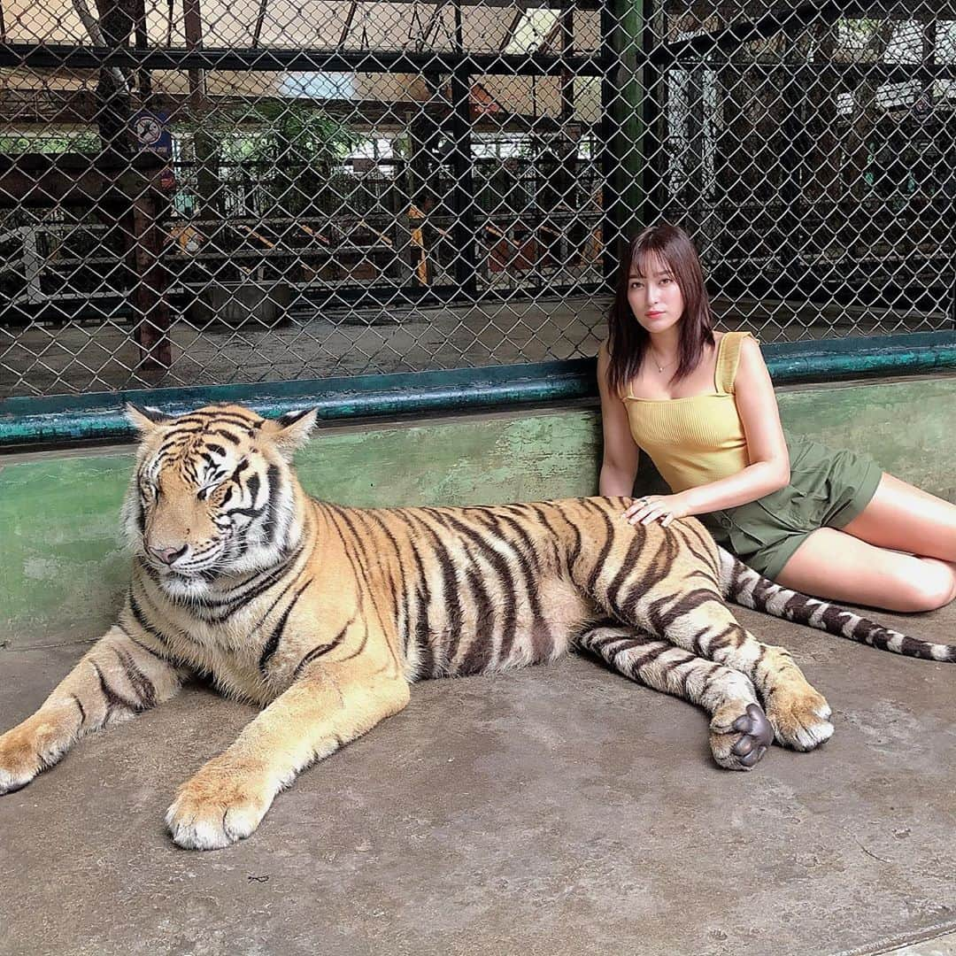 平田梨奈さんのインスタグラム写真 - (平田梨奈Instagram)「Tiger Kingdom 🐯❤️ Took pictures w/ the little Tiger and Big Tiger 🐅 #tiger #tigerkingdom #tigerkingdomphuket #とら #トラ #Thailand #phuket #海外旅行 #プーケット旅行 #海外 #プーケット観光 #タビジョ #リゾート#プーケット女子旅 #タイ #プーケット #hirafashion #amazingthailand」8月29日 12時11分 - hirari_official