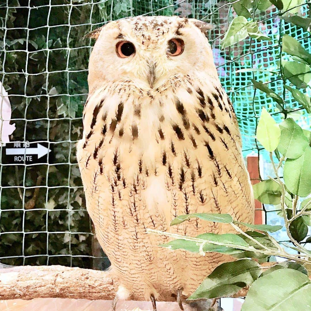 相沢あいさんのインスタグラム写真 - (相沢あいInstagram)「#owl #wink #フクロウ #ウインク 軽くモフってきた #🦉 #ミミズク #フクロウカフェ #フクロウの森 #owls #owlcafe #owllover #owllove #owlcollection #owlstagram #モフモフ」8月29日 12時35分 - aizawaai