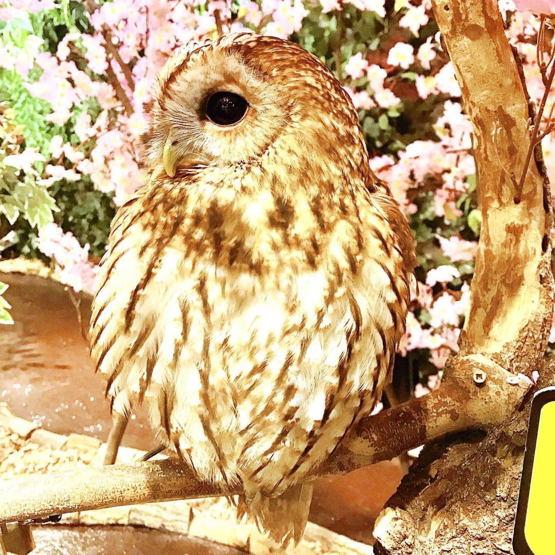 相沢あいさんのインスタグラム写真 - (相沢あいInstagram)「#owl #wink #フクロウ #ウインク 軽くモフってきた #🦉 #ミミズク #フクロウカフェ #フクロウの森 #owls #owlcafe #owllover #owllove #owlcollection #owlstagram #モフモフ」8月29日 12時35分 - aizawaai