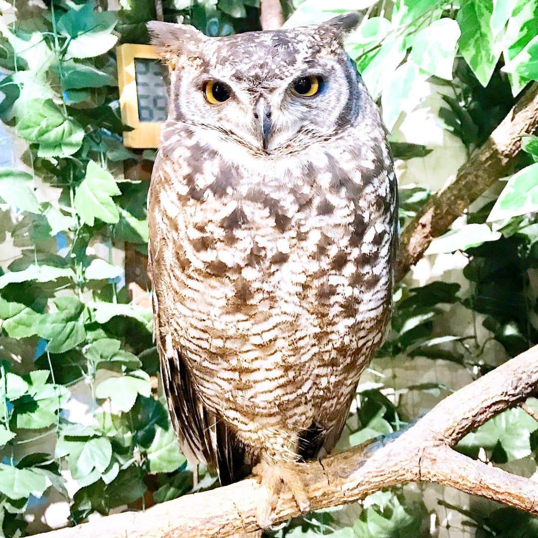 相沢あいさんのインスタグラム写真 - (相沢あいInstagram)「#owl #wink #フクロウ #ウインク 軽くモフってきた #🦉 #ミミズク #フクロウカフェ #フクロウの森 #owls #owlcafe #owllover #owllove #owlcollection #owlstagram #モフモフ」8月29日 12時35分 - aizawaai