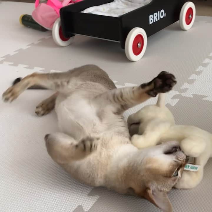 モルト♡Malt(Singapuracat)のインスタグラム：「電池で動く犬のおもちゃが急に好きになった😽💕🐶 * だけど、ブンブン振ってる尻尾にビンタされてびっくり😹💥」