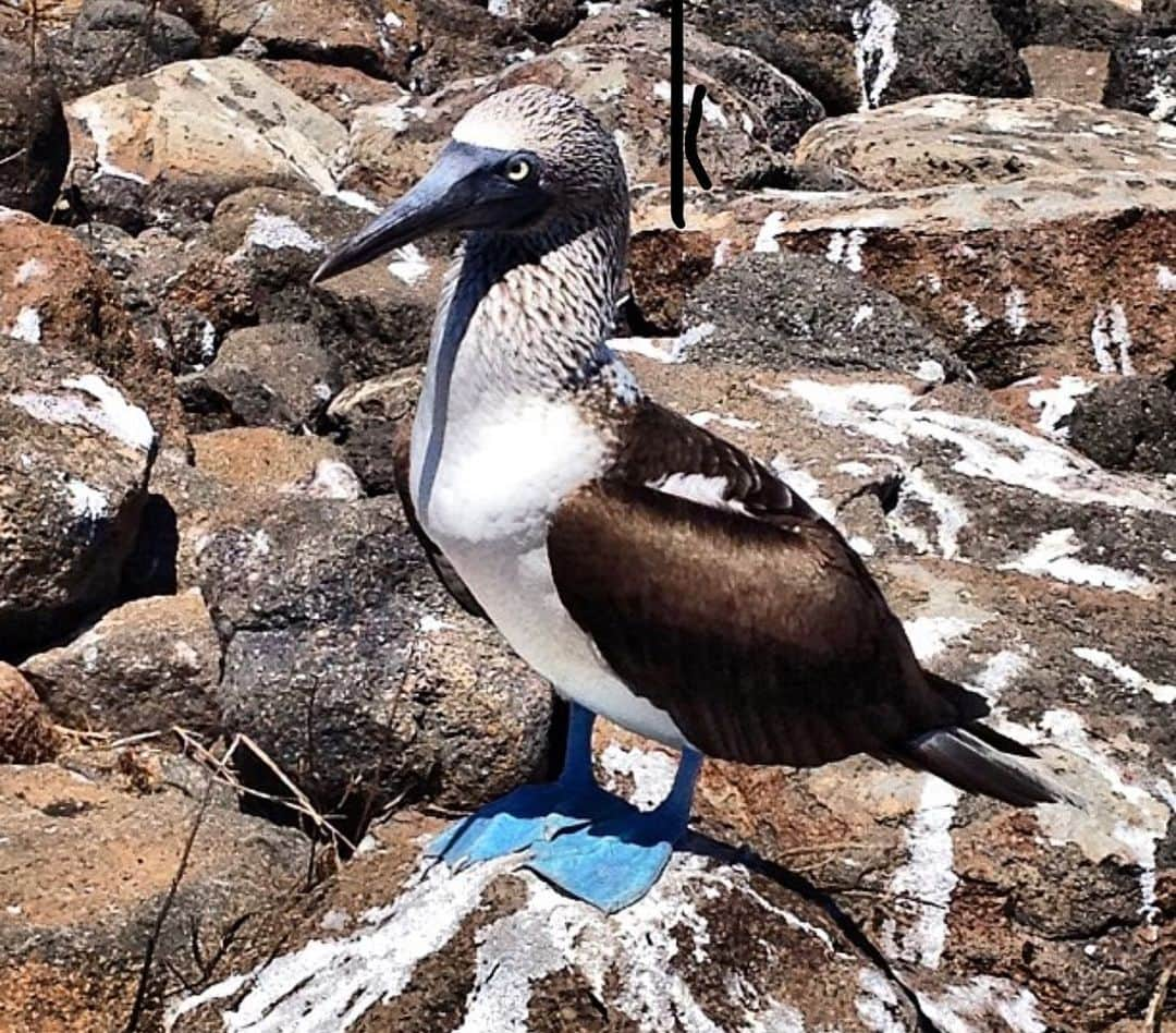 キム・ジョーンズさんのインスタグラム写真 - (キム・ジョーンズInstagram)「Blue footed Booby , Galapagos 2013 - Red footed Booby French Polynesia 2019」8月29日 12時50分 - mrkimjones