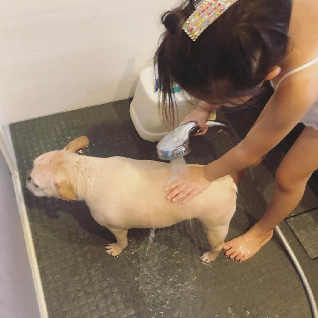 森本さやかさんのインスタグラム写真 - (森本さやかInstagram)「#お風呂🛁  娘が一生懸命洗ってくれて 気持ち良さそうです🐖🚿 そろそろ#換毛期 も終わるかな…  #frenchbulldogbathtime  #フレブル #ブヒ  #frenchbulldog  #bathtime  #お風呂犬 🐶🛁🧼 #フレンチ11歳」8月29日 13時05分 - sayakamorimoto1011
